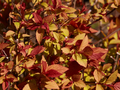 Spiraea japonica Firelight IMG_3791 Tawuła japońska